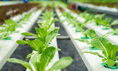 植物の成長促進にウルトラファインバブル｜フジパスク