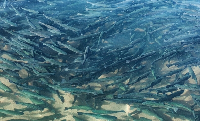 養殖魚の育成にウルトラファインバブル｜フジパスク